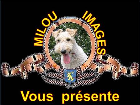 IMAGES MILOU Vous présente.