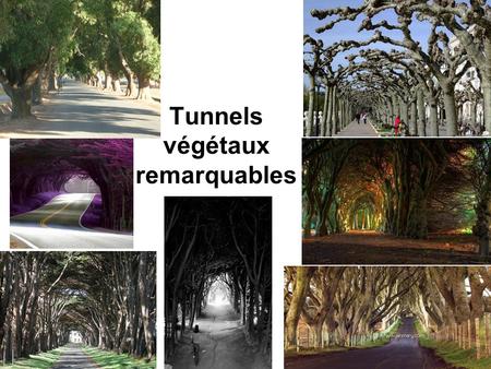 Tunnels végétaux remarquables