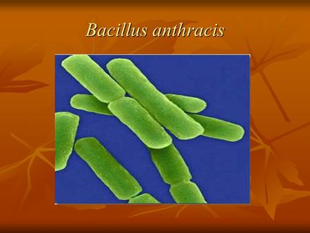 Bacillus anthracis.