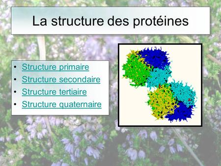 La structure des protéines