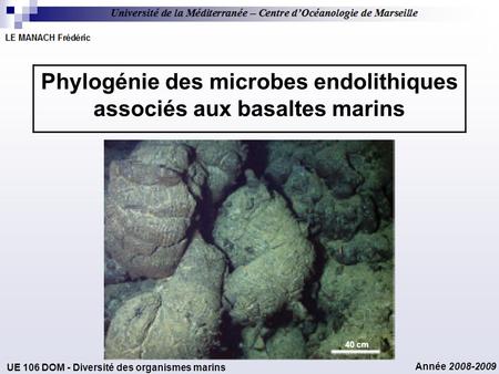 Phylogénie des microbes endolithiques associés aux basaltes marins