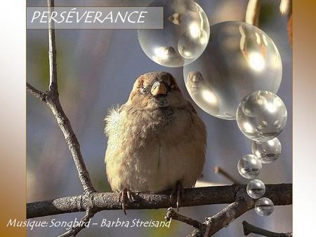 PERSÉVERANCE Musique: Songbird – Barbra Streisand.