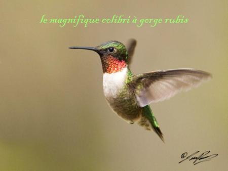 le magnifique colibri à gorge rubis