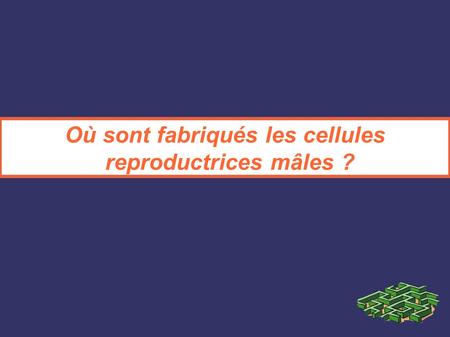 Où sont fabriqués les cellules reproductrices mâles ?