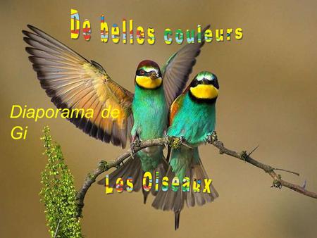 De belles couleurs Diaporama de Gi Les Oiseaux.
