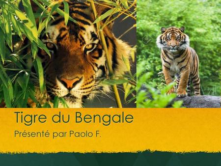 Tigre du Bengale Présenté par Paolo F..
