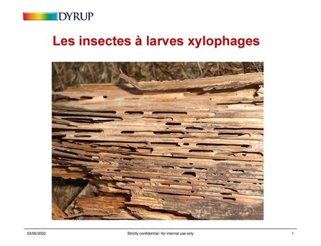 Les insectes à larves xylophages