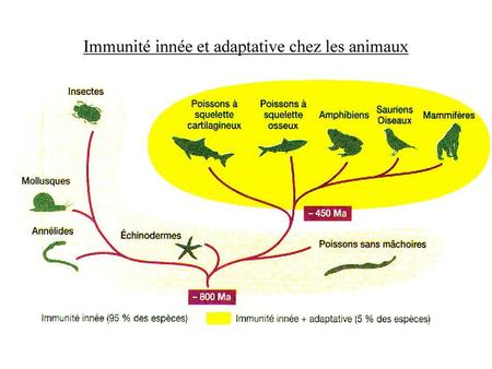 Immunité innée et adaptative chez les animaux