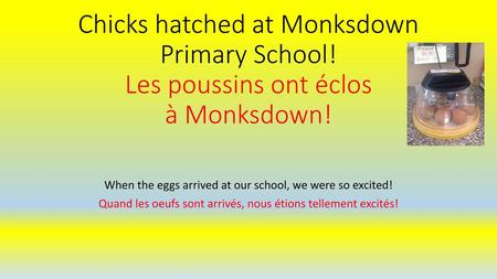 Chicks hatched at Monksdown Primary School