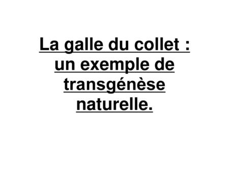 La galle du collet : un exemple de transgénèse naturelle.