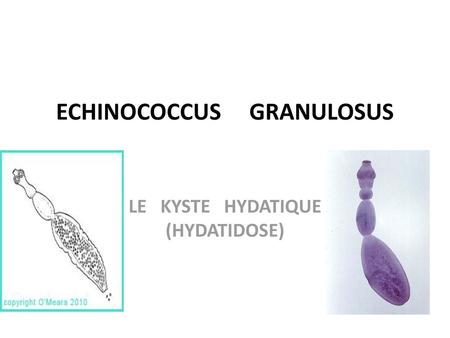 ECHINOCOCCUS GRANULOSUS