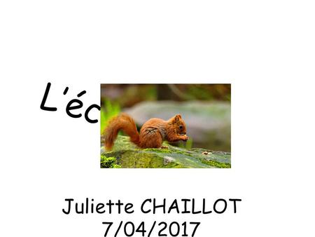 L’écureuil Juliette CHAILLOT 7/04/2017.