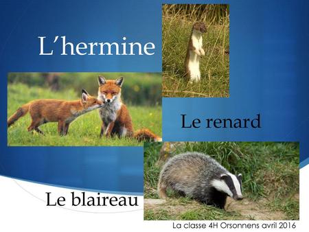L’hermine Le renard Le blaireau La classe 4H Orsonnens avril 2016.