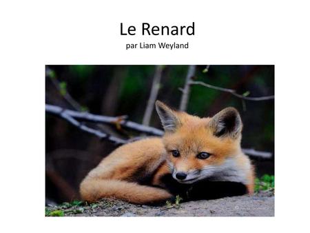 Le Renard par Liam Weyland