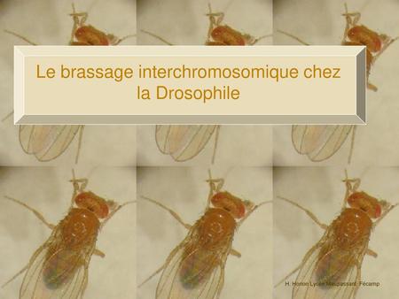Le brassage interchromosomique chez la Drosophile