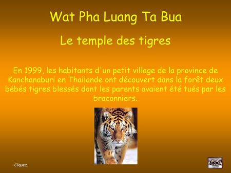 Wat Pha Luang Ta Bua Le temple des tigres