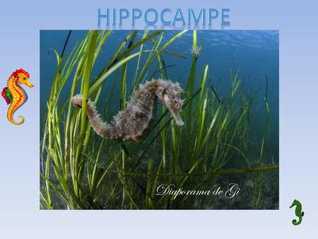 Hippocampe Diaporama de Gi.