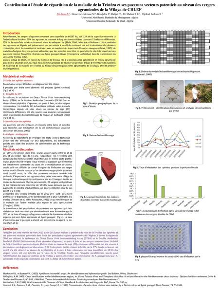 Contribution à l'étude de répartition de la maladie de la Tristéza et ses pucerons vecteurs potentiels au niveau des vergers agrumicoles de la Wilaya de.