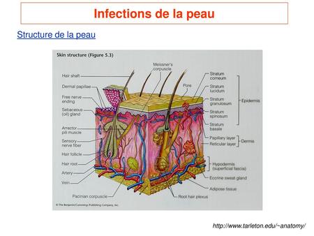 Infections de la peau Structure de la peau