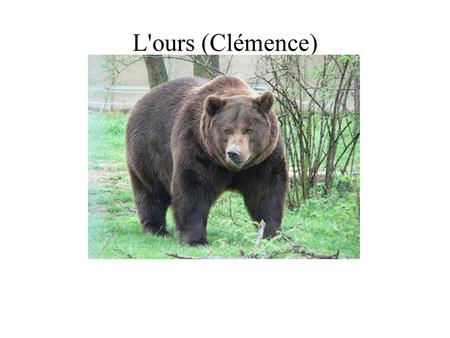 L'ours (Clémence).