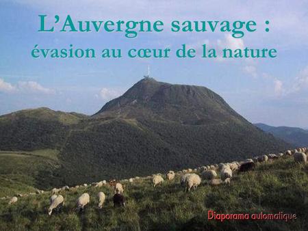 L’Auvergne sauvage : évasion au cœur de la nature.