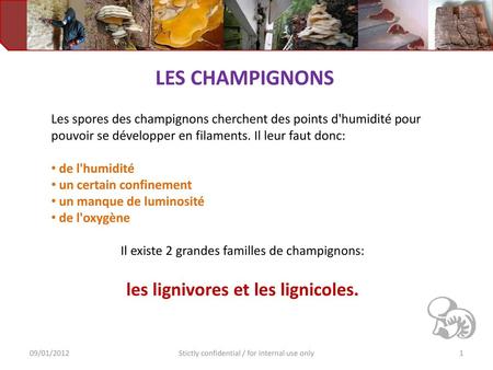 LES CHAMPIGNONS les lignivores et les lignicoles.