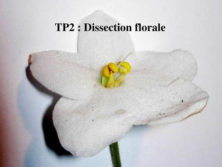 TP2 : Dissection florale