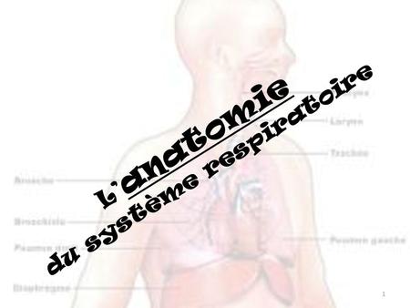 L’anatomie du système respiratoire