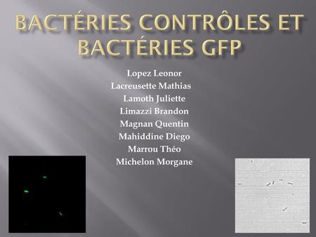 Bactéries contrôleS et bactéries GFP