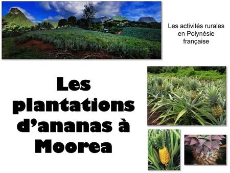 Les plantations d’ananas à Moorea