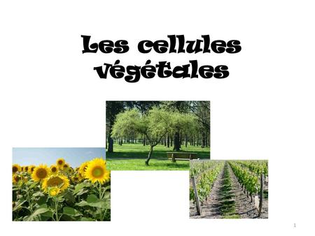 Les cellules végétales