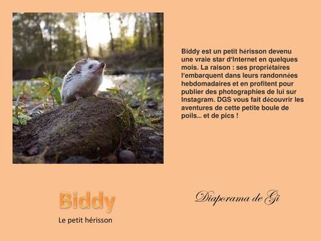 Biddy Diaporama de Gi Le petit hérisson