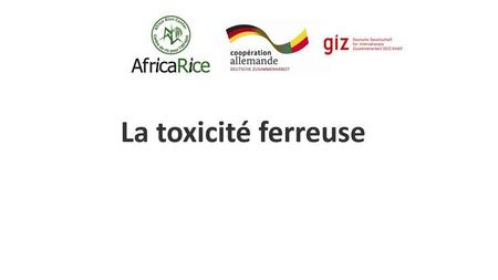 La toxicité ferreuse.