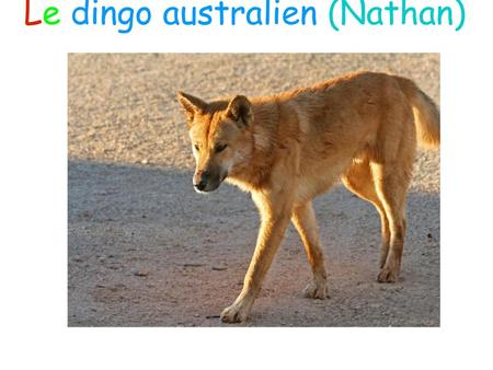 Le dingo australien (Nathan)