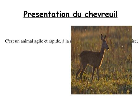 Presentation du chevreuil