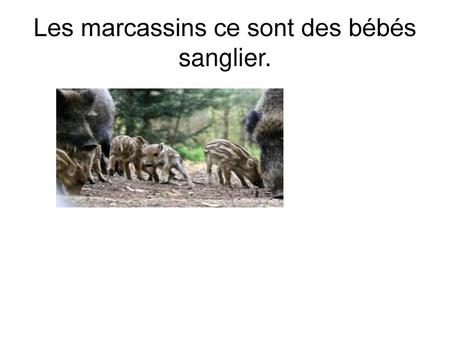 Les marcassins ce sont des bébés sanglier.