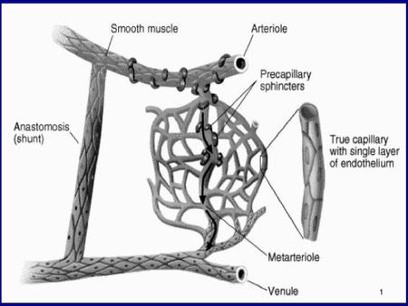 Microcirculation is the global denomination for arterioles, capillaries, and venules. Arterioles are the smallest component of the arterial tree, feeding.