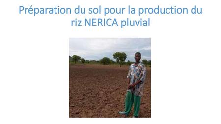 Préparation du sol pour la production du riz NERICA pluvial