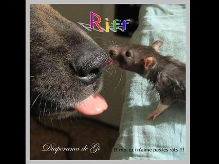 Riff Diaporama de Gi Et moi qui n’aime pas les rats !!!