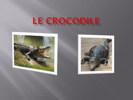 Le crocodile.