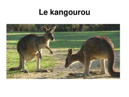 Le kangourou.