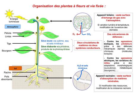 Organisation des plantes à fleurs et vie fixée :