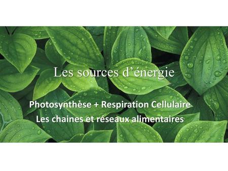 Les sources d’énergie Photosynthèse + Respiration Cellulaire