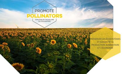 Les pollinisateurs jouent un role clef dans la conservation de la diversité biologique, des écosystèmes, dans la production alimentaire et dans l’économie.
