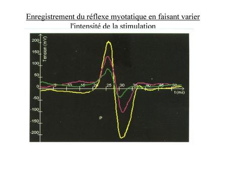 Enregistrement du réflexe myotatique pour une même intensité de stimulation