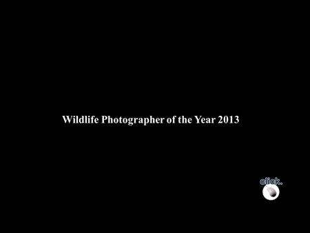 Wildlife Photographer of the Year 2013.