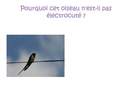 Pourquoi cet oiseau n'est-il pas électrocuté ?