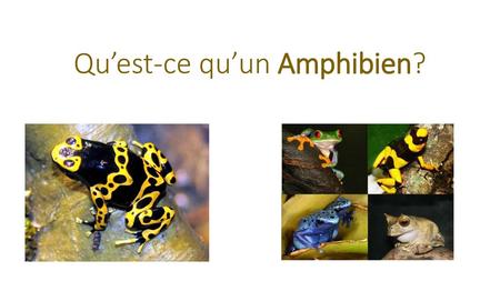 Qu’est-ce qu’un Amphibien?