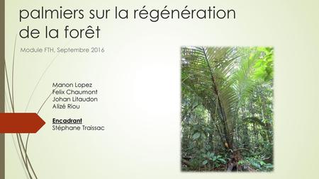 Etude de l’influence des palmiers sur la régénération de la forêt