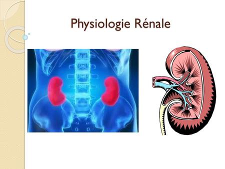 Physiologie Rénale.